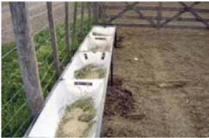 comederos alimento balanceado destete hiperprecoz ruter