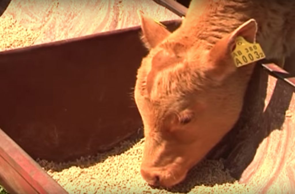 sistema ruter aca para racion destete hiperprecoz 