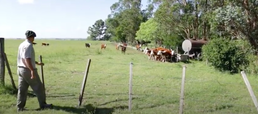 destete precoz uruguay 2021